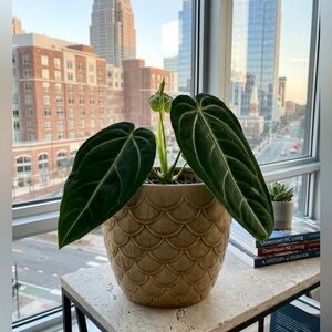 Scalloped Ceramic Barrel Planter - 8" Tan Mermaid Scale Flower Pot